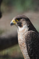 09-3810 Peregrine Falco perigrinus Camargue France (Captive)